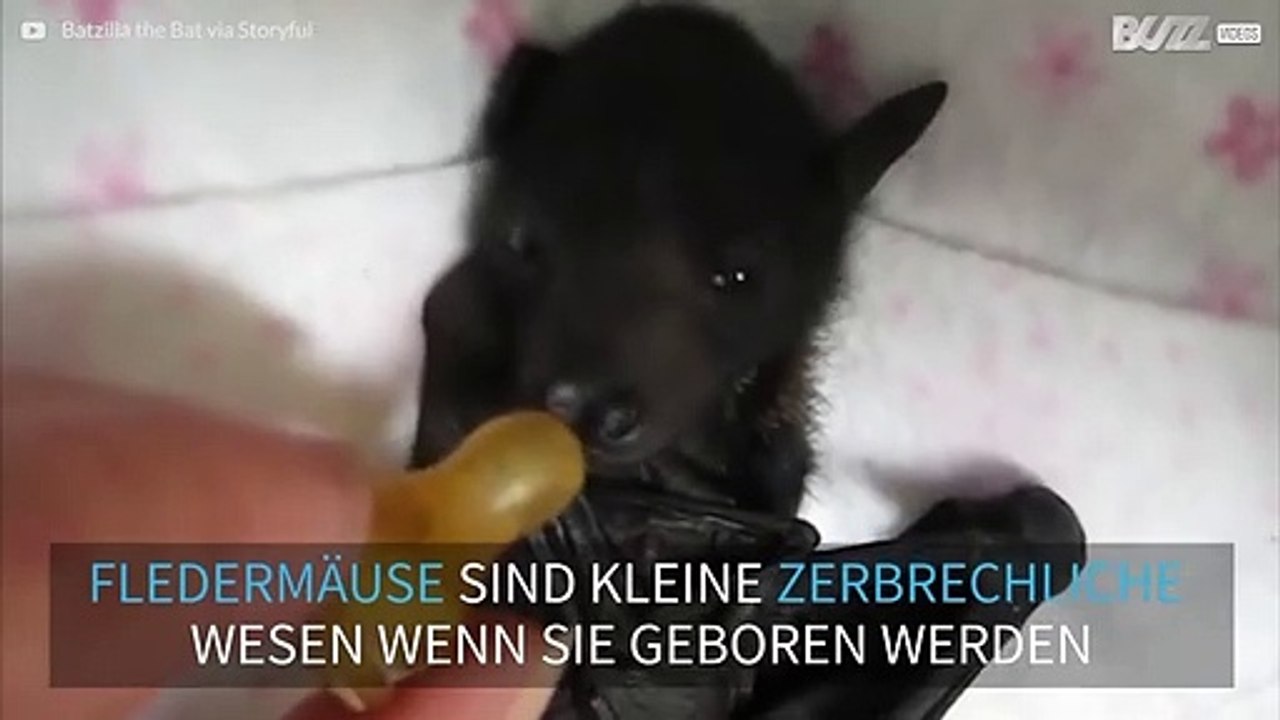 Diese gerettete Baby-Fledermaus ist so süß!