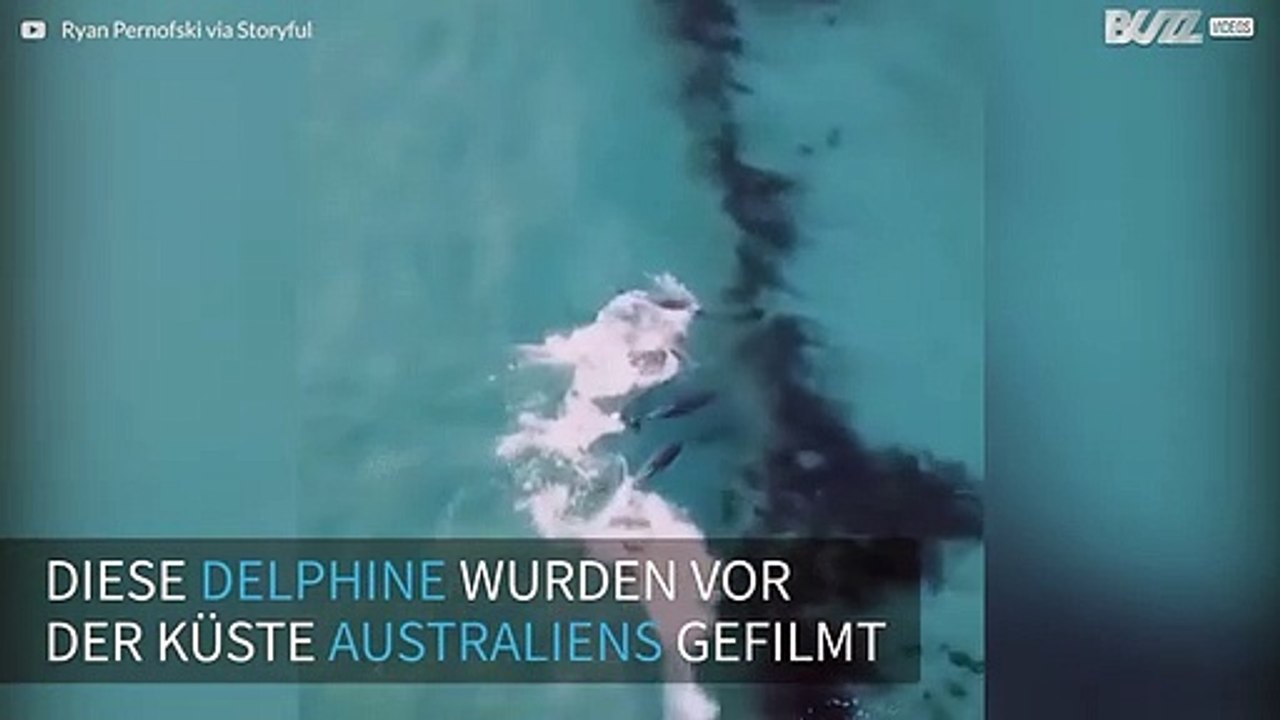 Drohne entdeckt Delphine vor Australien