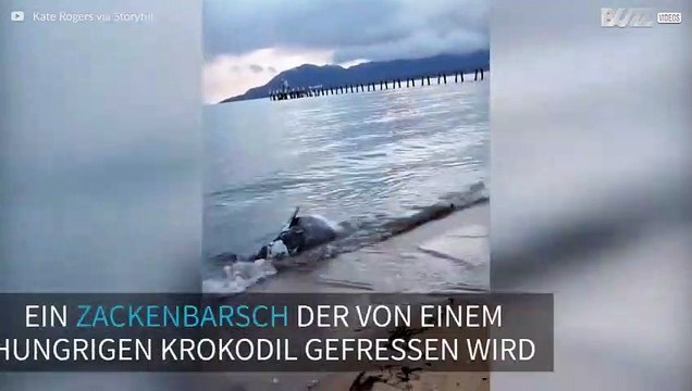 Krokodil frisst einen toten Zackenbarsch am Strand
