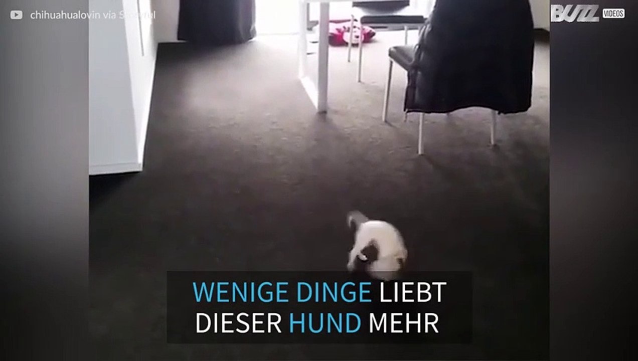Chihuahua ist verrückt nach Seifenblasen