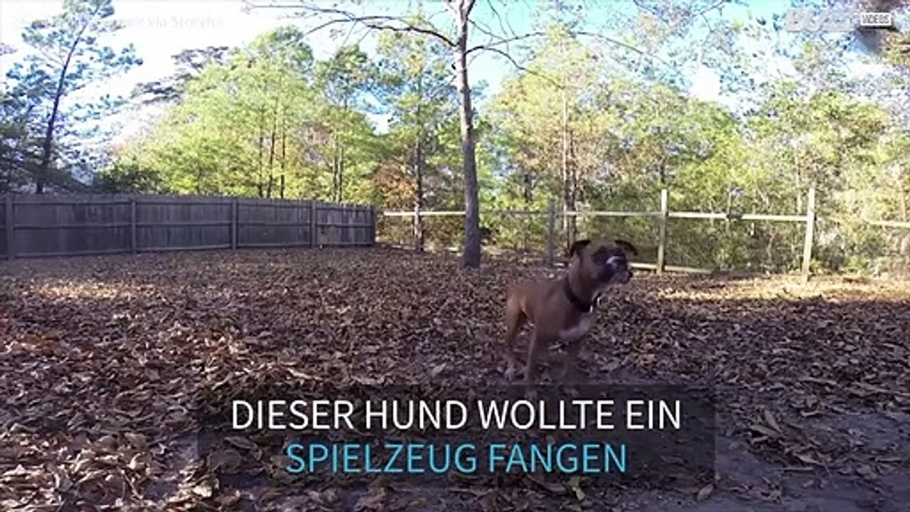 Dieser Hund hat den Ball sowas von nicht gefangen!