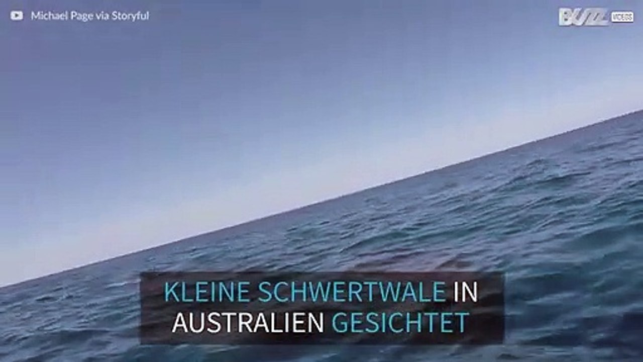 Mehrere kleine Schwertwale in Australien gesichtet