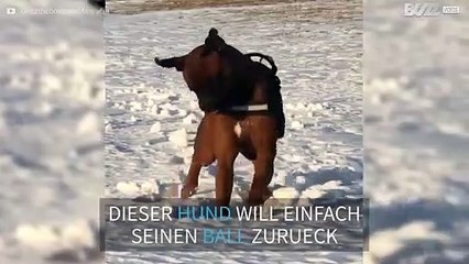 Hund nutzt clevere Technik, um seinen Ball aus dem Schnee auszugraben