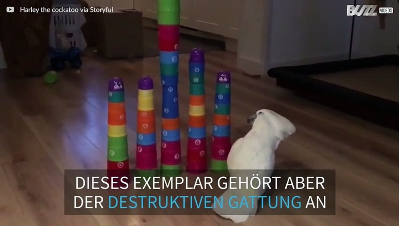 Harley, der zerstörerische Kakadu!