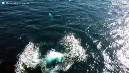 Atemberaubende Luftaufnahmen von Grauwalen vor Kalifornien