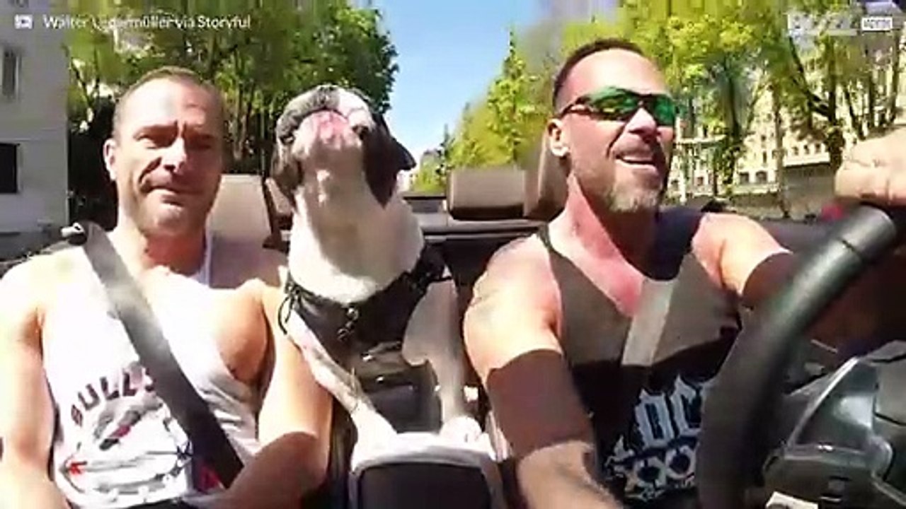 Singende Bulldogge