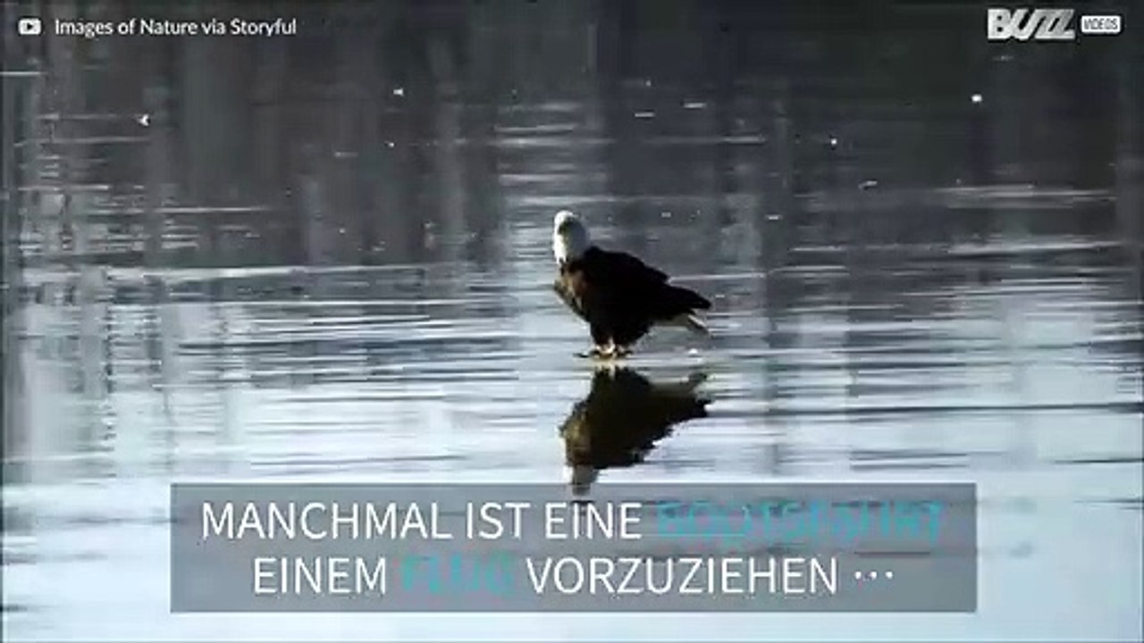Adler auf Mississippi-Kreuzfahrt