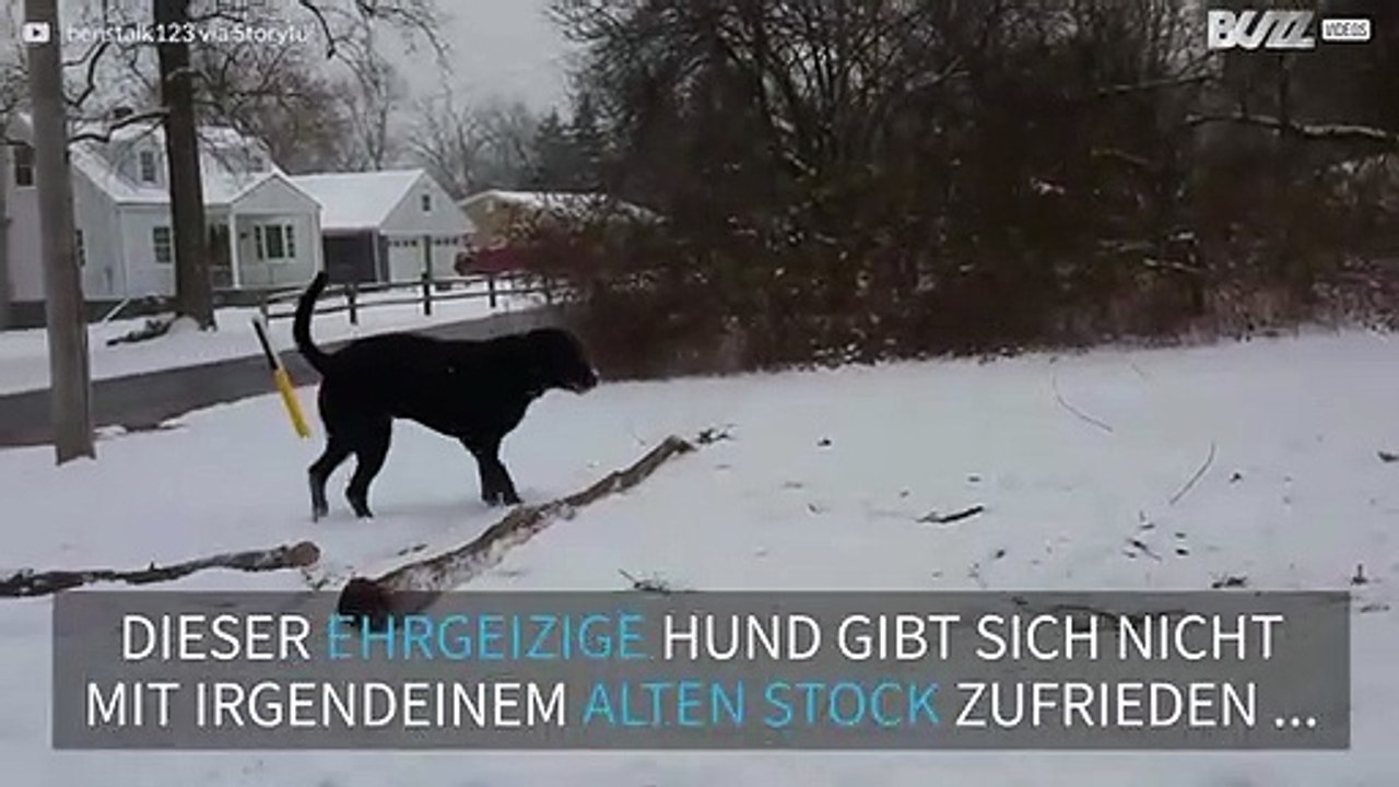 Dieser Labrador gibt sich nicht mit einfachen Stöcken ab