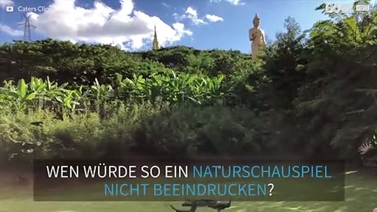 Pfaueninvasion vor chinesischem Tempel