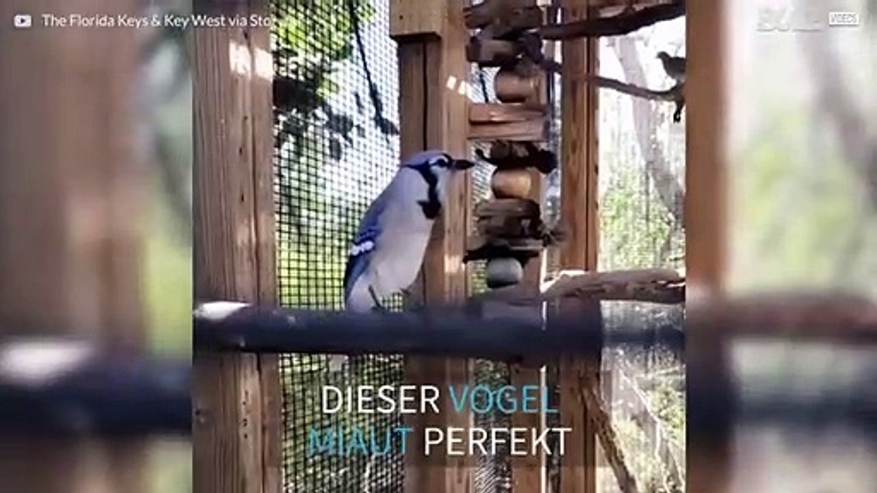 Mauzender Vogel