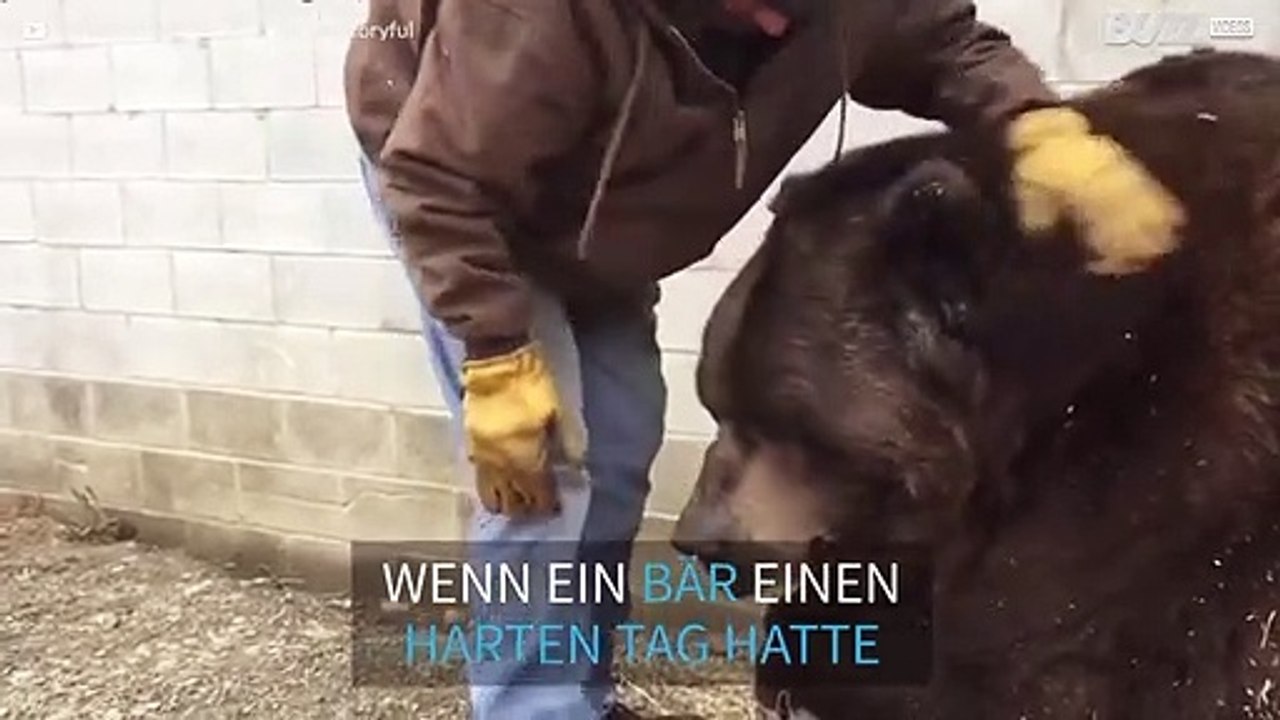 Auch ein 635 kg schwerer Bär braucht seine Streicheleinheiten