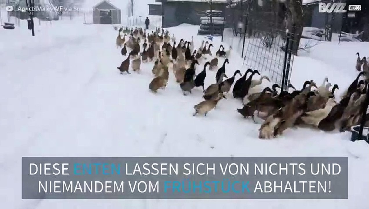 Hungrige Enten pilgern zum Frühstück