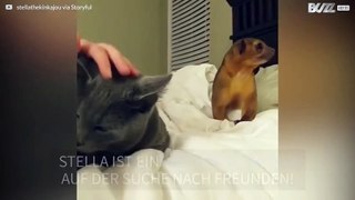 Katze und Honigbär: unüberbrückbare Differenzen