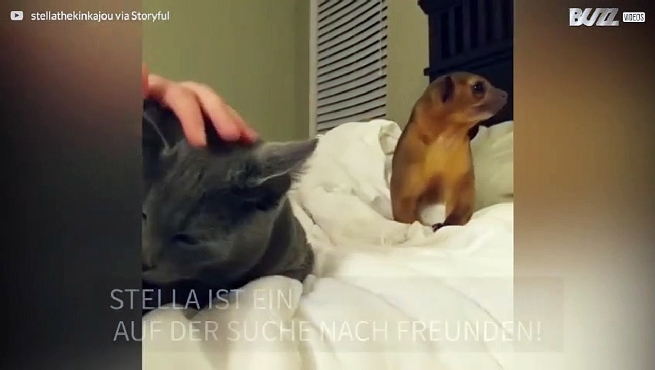 Katze und Honigbär: unüberbrückbare Differenzen