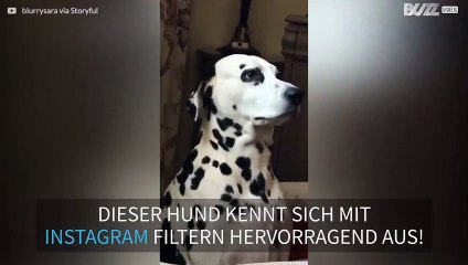 Dieser moderne Hund erobert Instagram