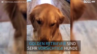 Golden Retriever meistert 