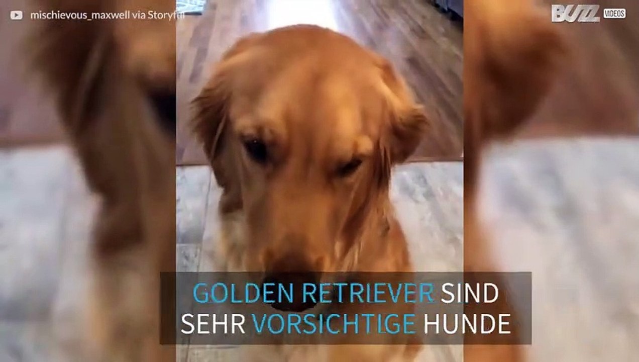 Golden Retriever meistert "Egg Challenge"