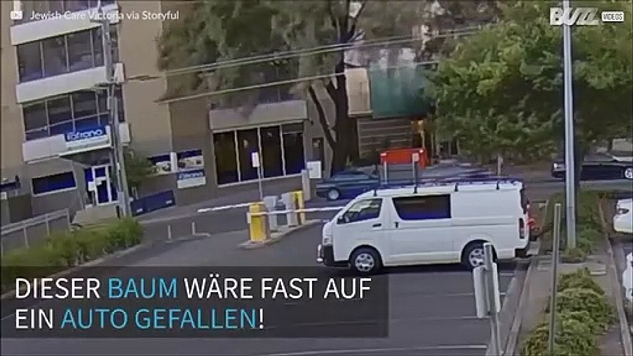 Baum fällt fast auf fahrendes Auto