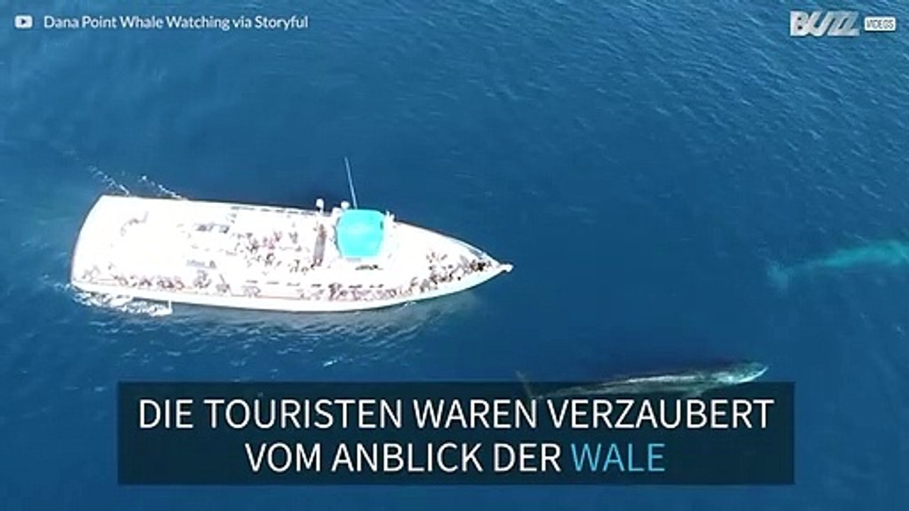 Tourist entdeckt zwei riesige Wale in Kalifornien