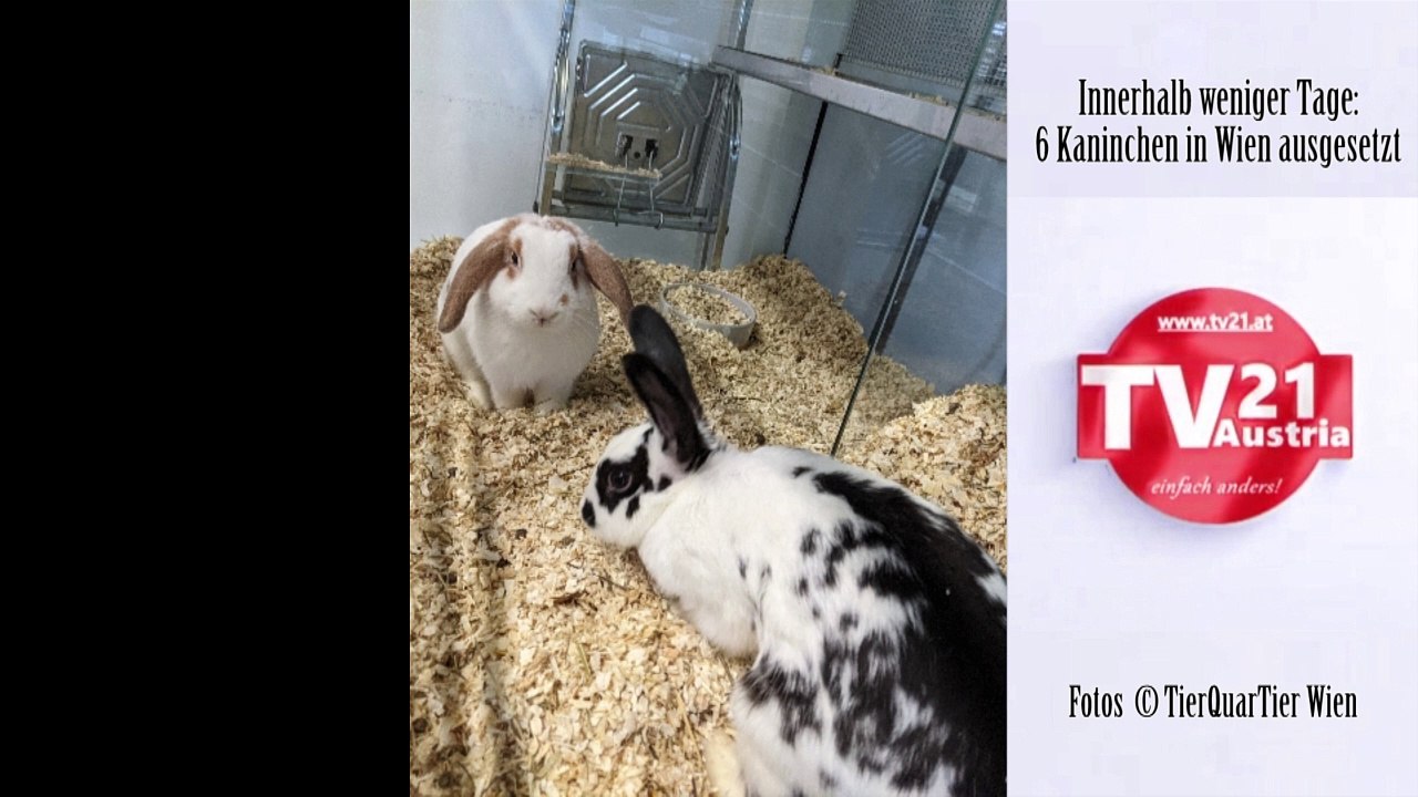 Innerhalb weniger Tage  6 Kaninchen in Wien ausgesetzt