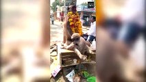 Devastated baby monkey hugs body of its dead mother in heartbreaking footage that moved locals to te