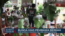 Hobi Budidaya Tanaman Hias Yang Menguntungkan