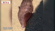 Mystery of alien like sea creatures washed up on beach