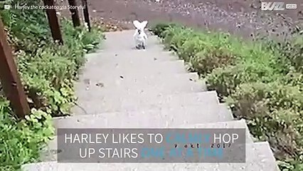 Cockatoo hops up steps to vacation home