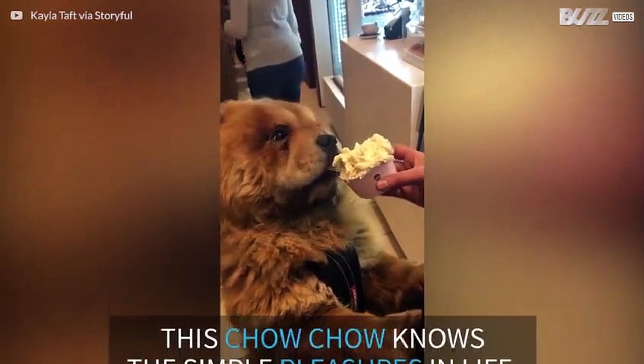 A Chow Chow with a sweet tooth