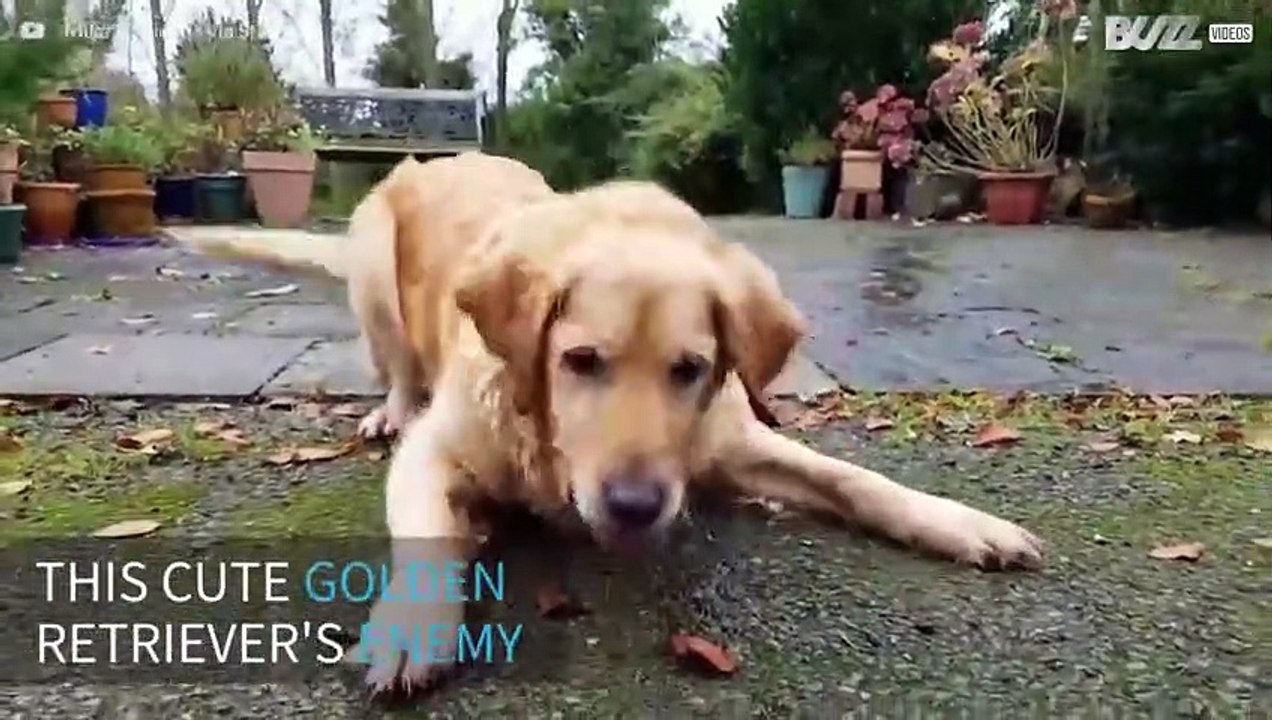Epic battle between a dog and a water gun