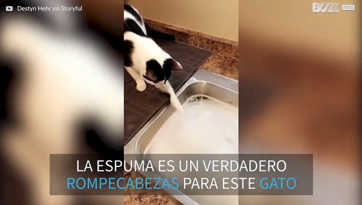 Gato no comprende cómo funciona la espuma