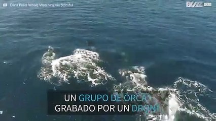 Grupo de orcas en la costa de California