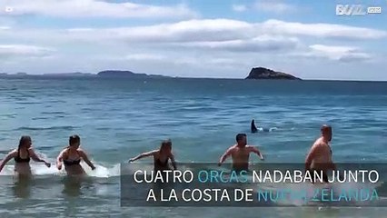 Bañistas huyen de cuatro orcas que nadan en la costa
