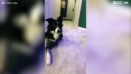 ¡Perro de tres patas busca dónde está su cuarta!