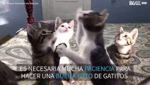 ¡Magnífico truco para fotografiar una camada de gatitos!