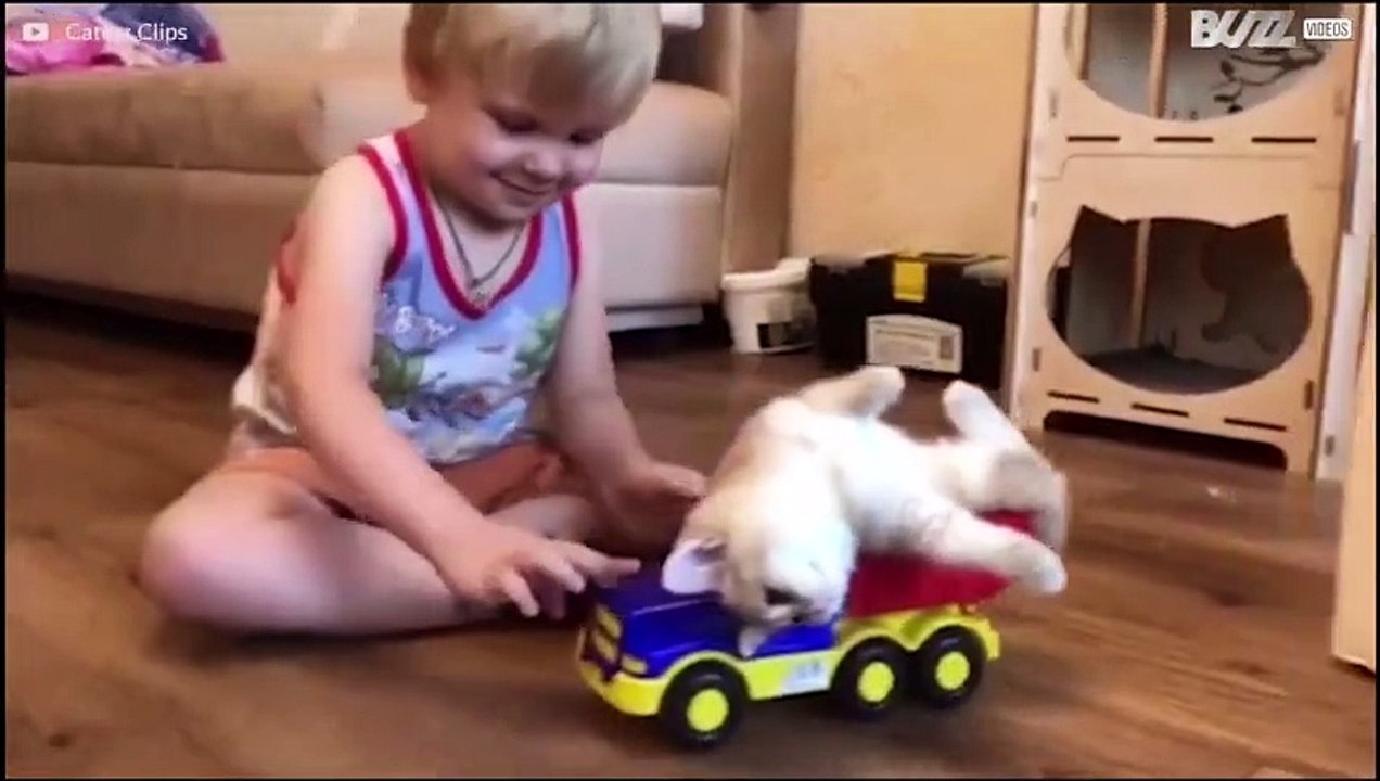 ¡Cosas de gatos! Las aventuras más divertidas del mundo felino