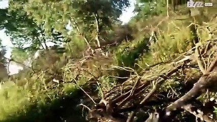 Vaca esconde a su ternero del agricultor