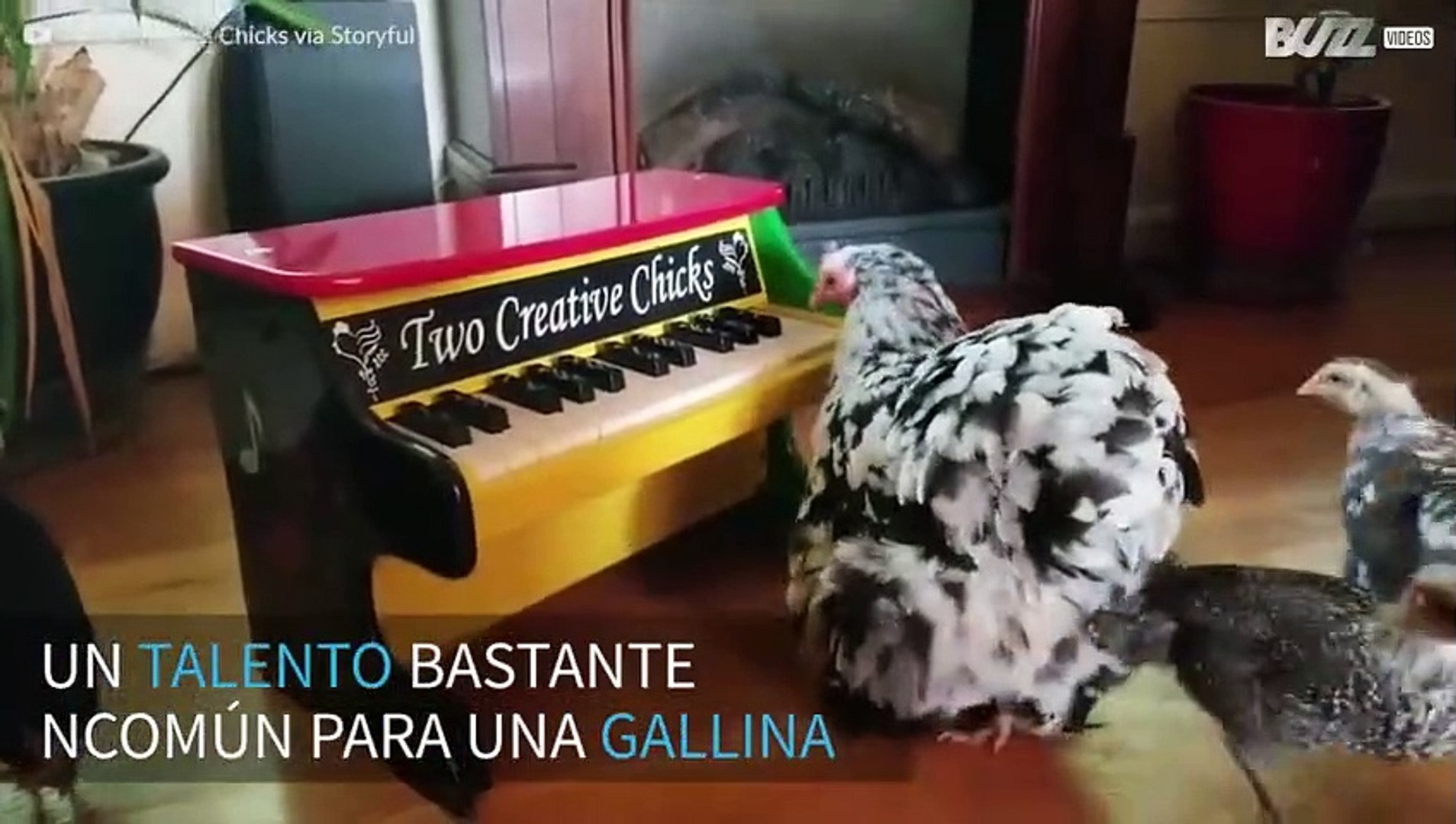 Gallina nos muestra su talento tocando el piano! - Vídeo Dailymotion