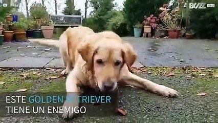 La épica batalla entre un perrito y un aspersor de agua