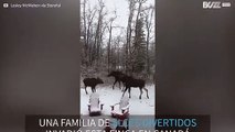 Familia de alces divirtiéndose en una finca de Canadá
