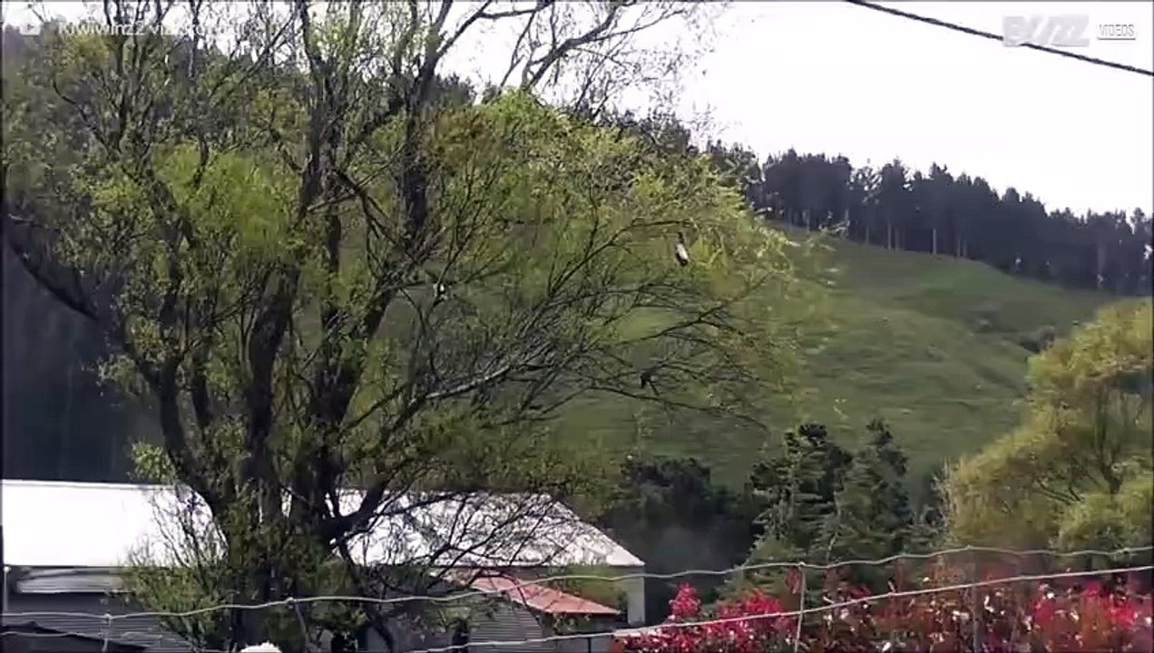 ¡Esta paloma está loca, se cuelga bocabajo de un árbol!