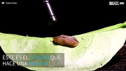 ¿Te has parado a escuchar alguna vez el sonido que hace una babosa?