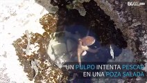 Este pulpo lucha contra sus presas en una poza de agua salada