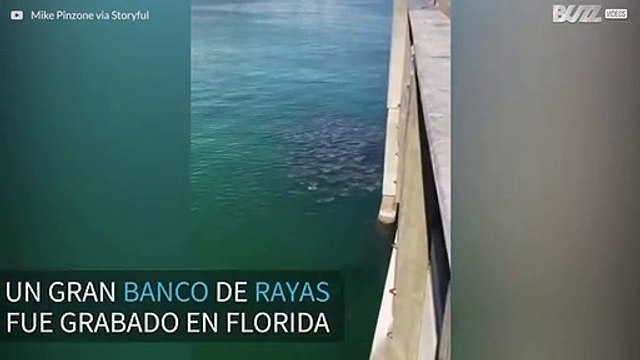 ¡Banco de rayas se pasea por un muelle de Florida!