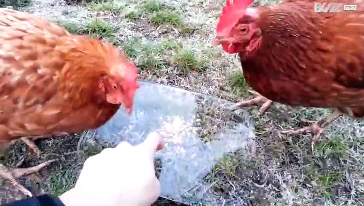 ¡Gallinas confusas con un pedazo de hielo encima de la comida!