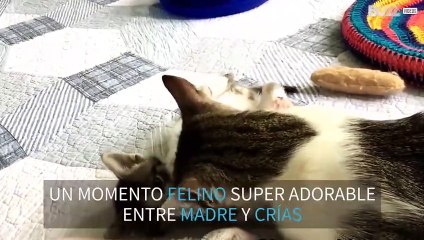 A estos gatitos les encantan los lametones de su mamá