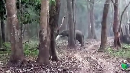 Smoke breathing elephant in India stumps scientists