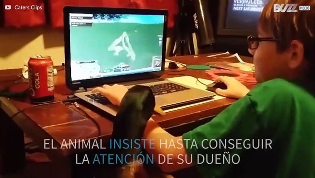 ¡Pato le pide besitos a su dueño antes de irse a dormir!