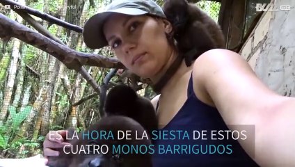 Monos huérfanos se acurrucan en brazos de su cuidadora para dormir