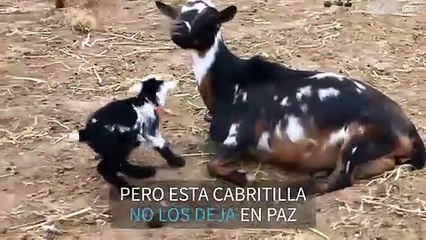 Cabritilla salta y vuelve locos al resto de animales
